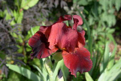 Iris3109.jpg