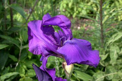 Iris3209.jpg