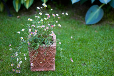 Erigeron-karvinskianus-Mai3009.jpg