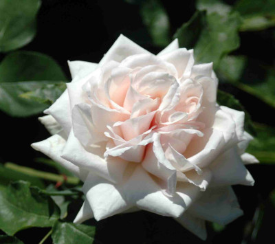 A9417a.JPG