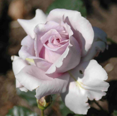 A9418a.JPG