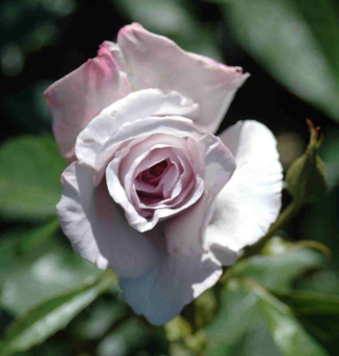 A9419a.JPG