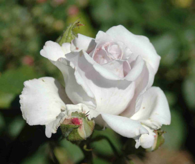 A9420a.JPG