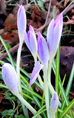 elfenkrokus_73KB_190205.jpg