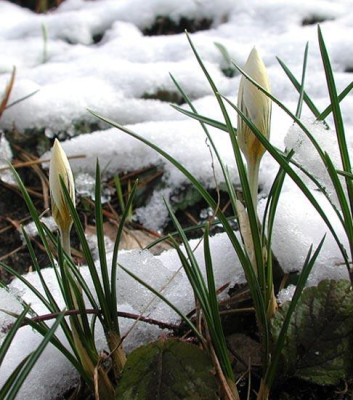 crocus.jpg
