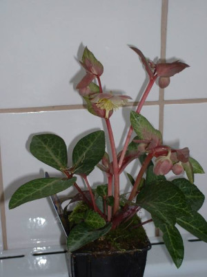 HelleborusHybride2.jpg