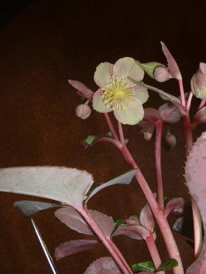 HelleborusHybride1.jpg