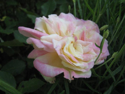 IMG_4860_Small.JPG