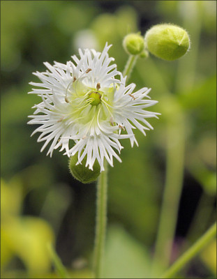 Silene_fimbriata_Hx.jpg