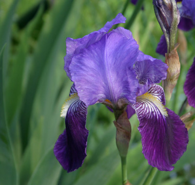 Iris3309.jpg