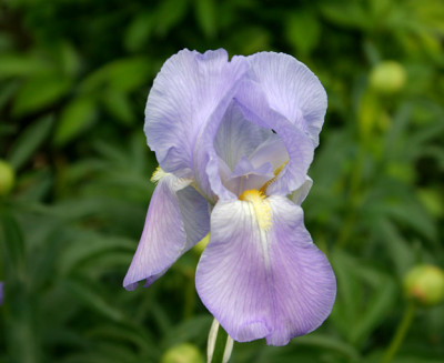 Iris3409.jpg