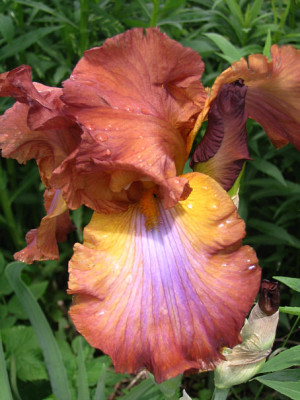 Iris3509.jpg