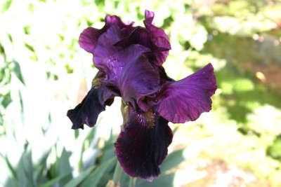 Iris3609.jpg