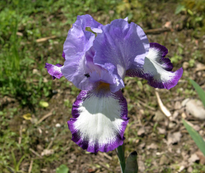 Iris3709.jpg