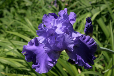 Iris3809.jpg