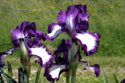 Iris3909.jpg