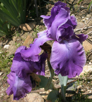 Iris4109.jpg