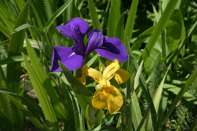 Iris4209.jpg