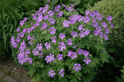 Geranium2709.jpg