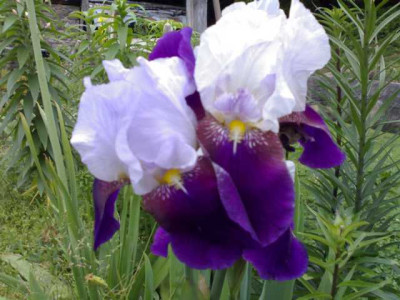 K640_30052009746.JPG