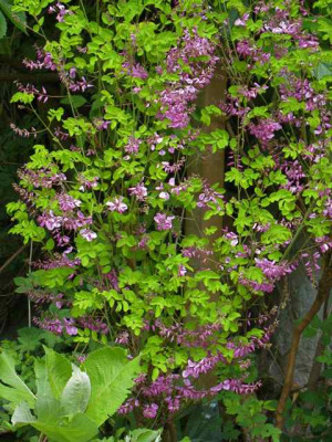 Indigofera_IMG_2634.jpg