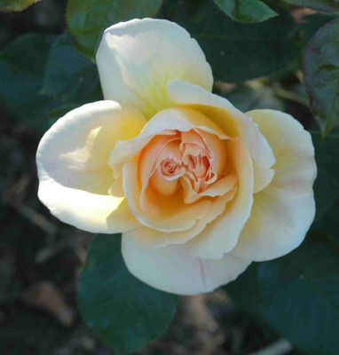 A9422a.JPG