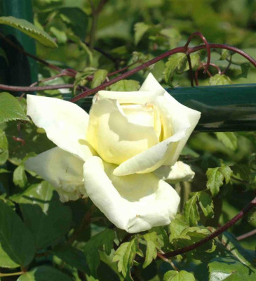 A9426a_Large.JPG