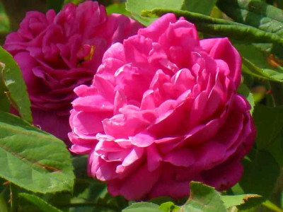 r_Rose_de_Rescht_IMG_2650.jpg