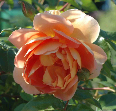 A9428a.JPG