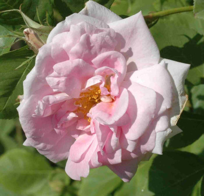 A9429a.JPG
