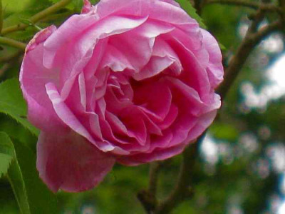 R_Bourbon_Queen_IMG_2638.jpg