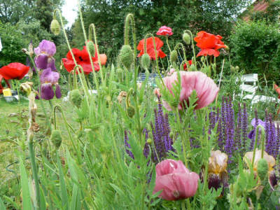 Irisbeet_Ende_Mai_090530.jpg