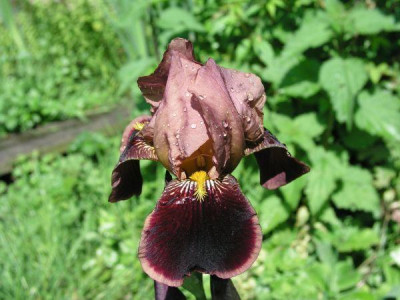 iris_louvois3.jpg