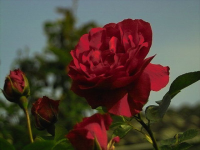 k-IMG00830.jpg
