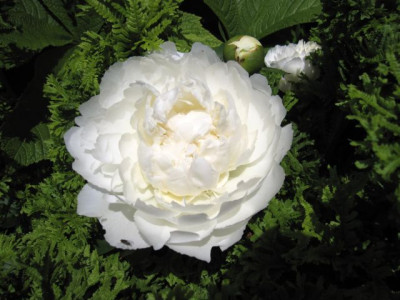 Paeonia_lact._Bowl_of_Cream_06761.jpg