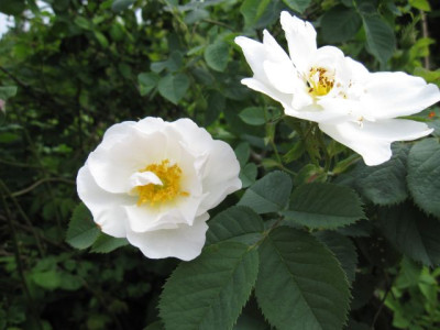 Rose_Sappho_06801.jpg