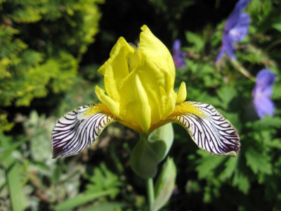 Iris_variegata_06691.jpg