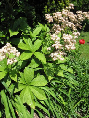 Rodgersia_aesculifolia_06781.jpg