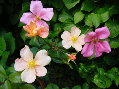 mutabilis_farben.jpg