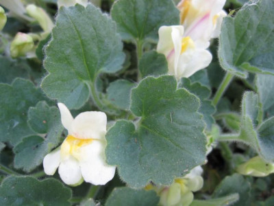Asarina_procumbens_05882.jpg