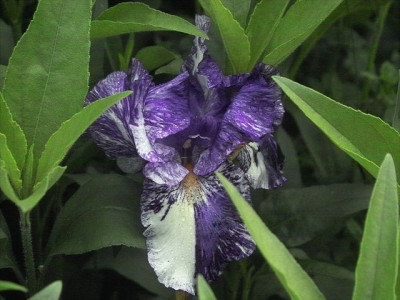 k-Batik_Chimare.jpg