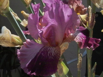 k-Juris_Purple_Dream_Chimare.jpg