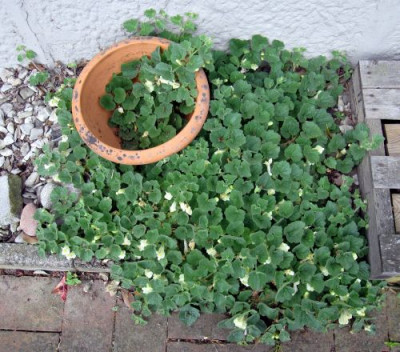 Asarina_procumbens_06991.jpg