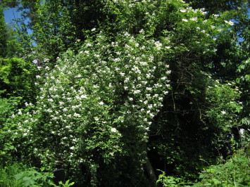 Rosa_multiflora_Uebersicht_1.jpg