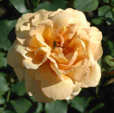 A9442a.JPG