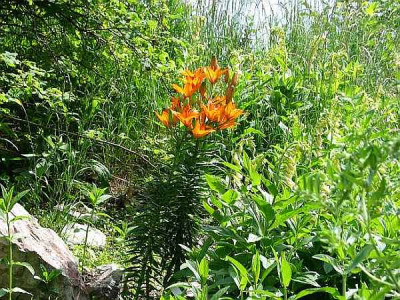 Bot-lilium-b.bulbiferum.jpg
