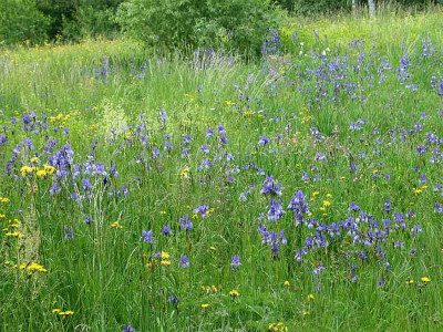 Bot-iris-sibirica-wiese.jpg