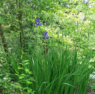 bot-iris-koreana.jpg