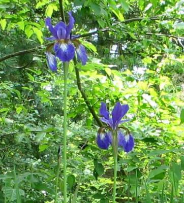 bot-iris-koreana1.jpg