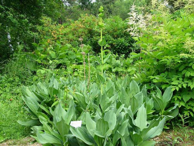 Bot-gentiana-lutea.jpg